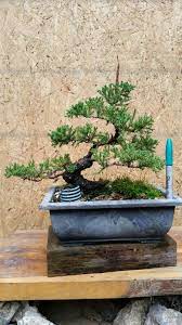 Procumbens Nana Juniper Bonsai Price 55 00 Ends On 1 Day Juniper Bonsai Bonsai Ideas Bonsai Garden