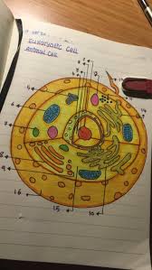 Animal cell poster project ideas. Stormy Anime Biology Tumblr Com Tumbex