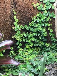 My Friend Has This In His Vivarium With His Poison Arrow Frogs Any Idea What It Is Whatsthisplant In 2020 Poison Arrow Frog Vivarium Plants