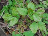 We did not find results for: Poison Ivy How To Treat A Poison Ivy Rash Identify The Plant And Use Home Remedies The Old Farmer S Almanac