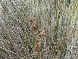 Image result for Juncus kraussii