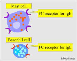 Chapter 11 Hypersensitivity Reactions Type 1 Hypersensitivity Reaction Anaphylaxis Atopy And Treatment Labpedia Net