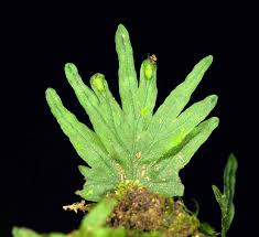 Image result for Crepidomanes inopinatum