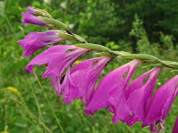 Image result for Gladiolus magnificus