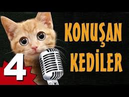Konusan Kediler 4 En Komik Kedi Videolari Youtube Komik Kediler Kedi Kedi Esprileri