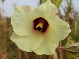 Image result for Abelmoschus