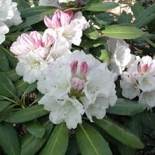 Rhododendron Nestucca Rhododendron Elepidote Large Leaved Rhododendrons Variegated Plants Deer Resistant Plants Hardy Plants