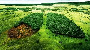 La deforestación o tala de árboles es un proceso provocado generalmente por la acción humana, en el que se destruye la superf