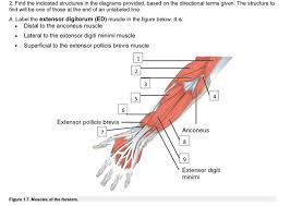 Browse our unlabeled muscle diagram images, graphics, and designs from +79.322 free vectors graphics. Solved 2 Find The Indicated Structures In The Diagrams P Chegg Com