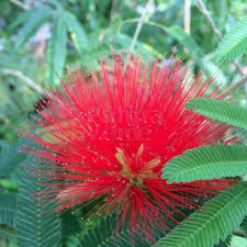Image result for Calliandra tweedii
