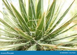 Image result for Agavaceae