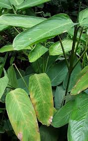 Image result for Maranta arundinacea