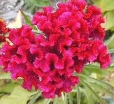 Celosia Toreador Annual Seeds Celosia Flower Flower Seeds Flowers