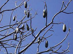 Image result for Entandrophragma caudatum