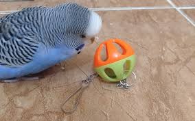 Cute Budgie 2020 Muhabbet Kuslari Kusu