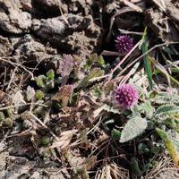 Image result for Sphaeranthus chandleri