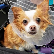 Our emergency animal clinic has provided services in san antonio for 35 years. Ira Grossman Principal Owner Palms West Veterinary Hospital Linkedin