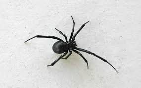 Black widows thrive in temperate climates, so it can also have red and white stripes or spots on the upper part of its body. Black Widow Spider Black Widow Description Black Widow Bite Desertusa