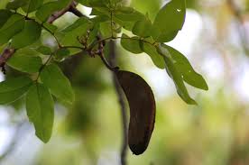 Image result for Embelia xylocarpa