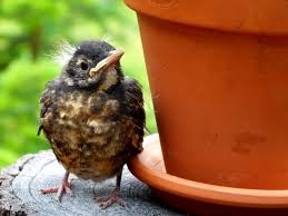 What do baby robins eat? What To Do If You Find A Baby Bird