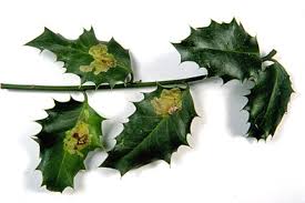 Holly Leaf Blight Rhs Gardening Download the perfect holly leaves pictures. holly leaf blight rhs gardening