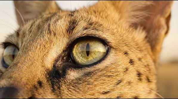 Cat Eyes | Big Cat Rescue | Wild cats in the wild: Our mission, their  future.
