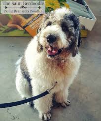 Did you know that we have homed a huge variety of breeds. Saint Berdoodle Dog Breed Information And Pictures Petguide