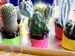 To get a get cactus flowering just keep it dry for 3 months and then give them a lot of water. Throw A Music Festival Themed Party Hgtv S Decorating Design Blog Hgtv