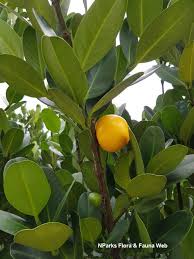 Image result for Garcinia acutifolia