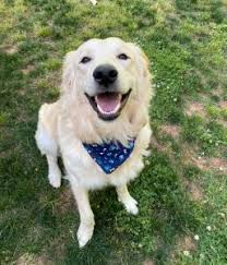The numbers increase if you consider a puppy to be anything less than a year old. Tgrr Triad Golden Retriever Rescue Tgrr Triad Golden Retriever Rescue Golden Retriever Adoption Golden Rescue Greensboro North Carolina Piedmont Golden Retriever Tgrr Animal Rescue Pet Adoption Dog Adoption