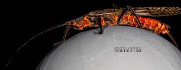 Image result for Pteronia acuminata