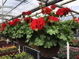 Each type of plant has many good options that would also work great as hanging want some sun, but not full sun. Plant Hanging Basket Full Sun Geranium Is Pictured In Cherokee Ia Blooming House