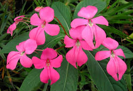 Image result for Pogonospermum attenuifolium