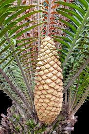 Image result for Encephalartos gratus