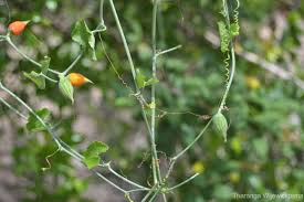 Image result for Kedrostis foetidissima