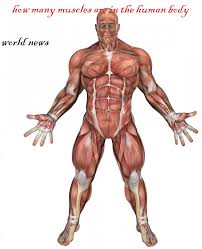 Your muscles are the secondary storage facility, filling up only when the liver has reached its storage capacity. How Many Muscles Are In The Human Body