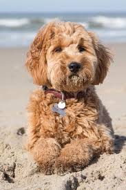 labradoodle ihre spezialzucht fur f1 goldendoodle im kleinformat labradoodle welpen labradoodle hund australischer labradoodle