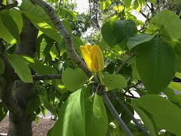 Maybe you would like to learn more about one of these? April 2020 In The Neighbourhood Ubc Botanical Garden