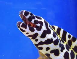 Pin On Ocean Beauty
