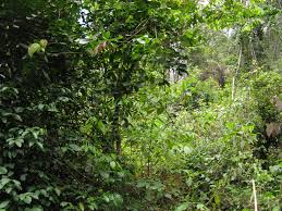 Image result for Agelaea pentagyna