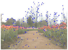 Horticultural Image Feature Matching Algorithm Based