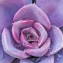 Profile Picture of Obituary of Barbara Csejka-Trottere - Olthuis Funeral Home located in (@olthuisfuneralhome.com) on Google