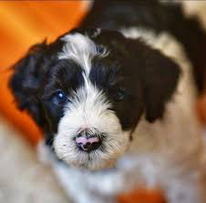 Please add 3% for paypal fees. Mini Sheepadoodle Puppies Colorado Springs Home Facebook