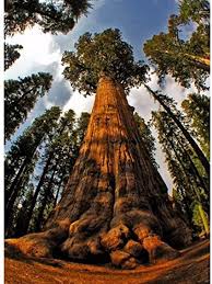 'welcome to better forest tree seeds.' order total $ date rcv'd amount rcv'd acknowledgement for. Redwood Tree Seeds Huge Tree Garden Forest Amazon De Garden