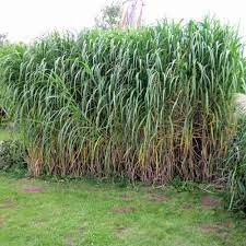 Check spelling or type a new query. Riesen Chinaschilf Aksel Olsen Miscanthus Giganteus Aksel Olsen Starkwachsendes Ziergras Und Guter Sichtschutz Native Plants