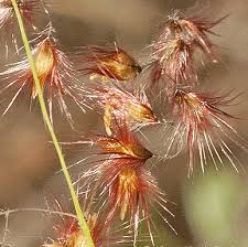 Image result for Tricalysia schliebenii