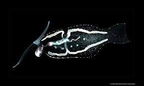 Image result for Phyllorachis