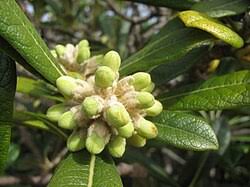 Image result for Pittosporum abyssinicum