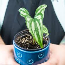 Image result for Cercestis congensis