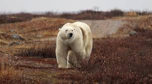 Public gatherings are limited to five people. Polar Bear Season 2020 How To Visit Churchill This Year Travel Manitoba